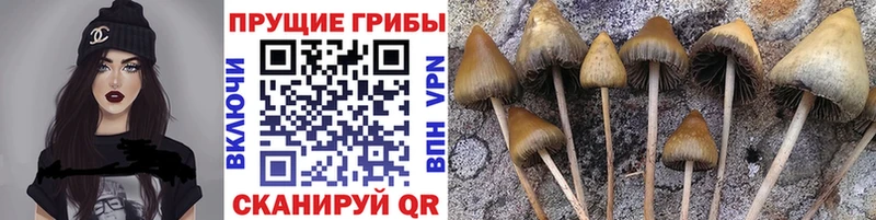 Псилоцибиновые грибы мицелий  Фрязино 